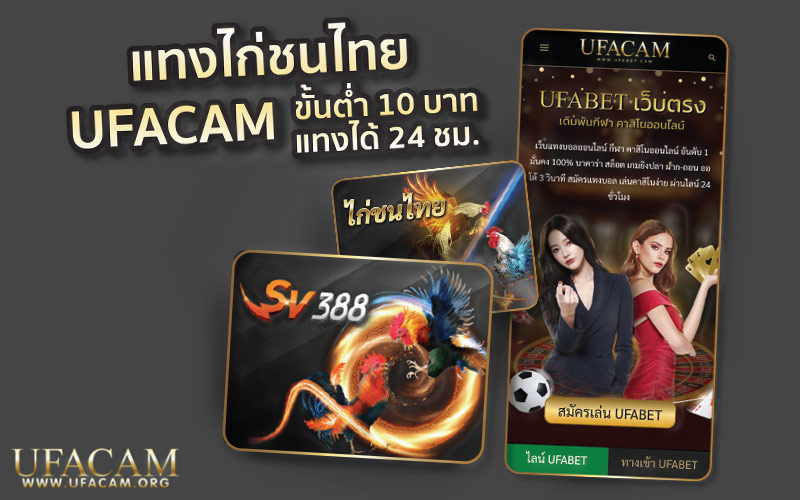 แทงไก่ชนไทย UFACAM